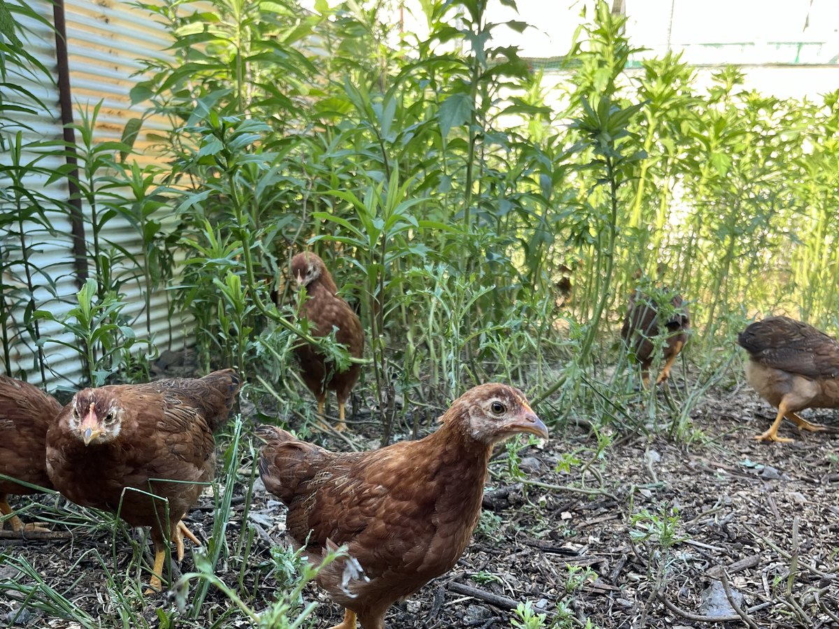土の上で過ごす土佐ジローの若い鶏たち。土佐山の平飼いの様子。