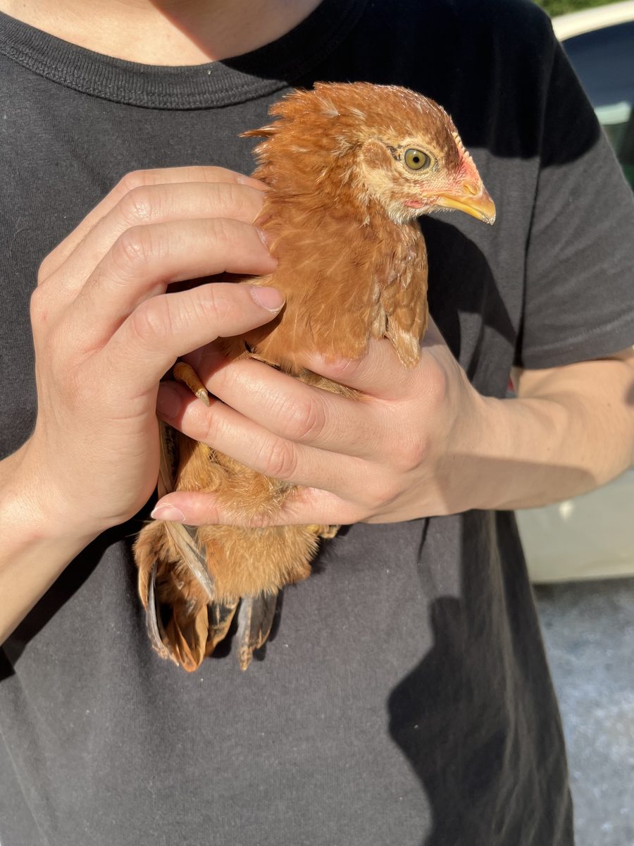 土佐ジローのヒナ
