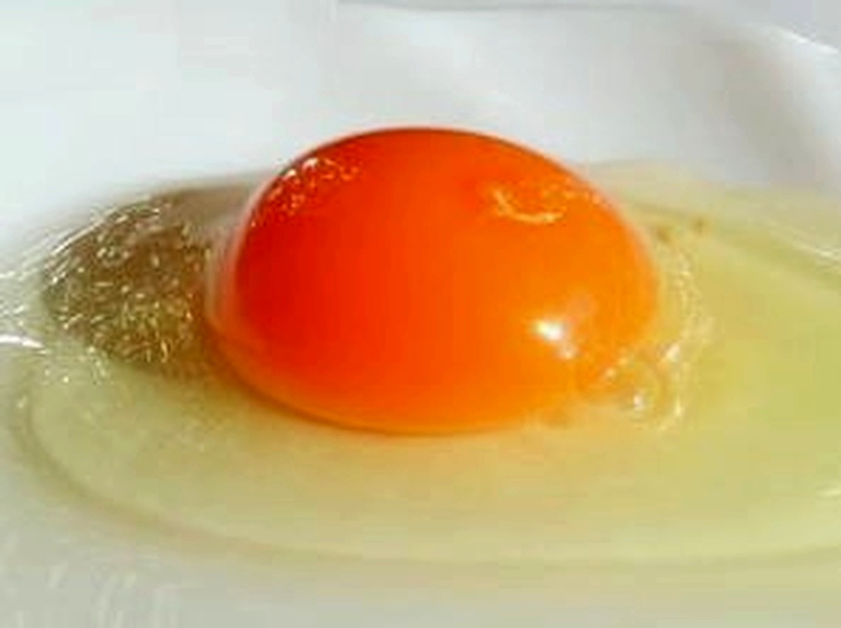 土佐ジローの黄身